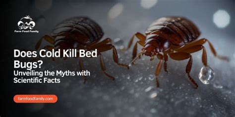 Does cold kill bed bugs. Things To Know About Does cold kill bed bugs. 